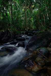 夏天 森林 植物 亚洲 旅行 雨林 木材 岩石 美丽的 苔藓