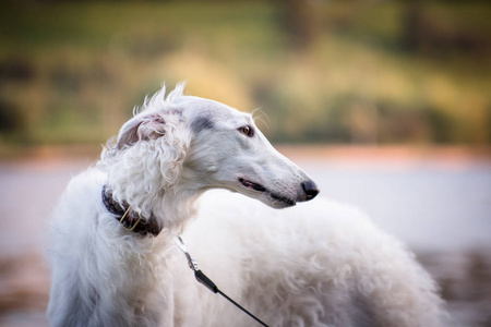 俄罗斯狗品种一个白色狗品种的俄罗斯猎狼犬肖像照片