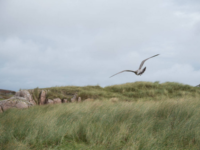 鲱鸥在英国海岸盘旋