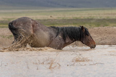 自然 沙漠 池塘 美洲 哺乳动物 动物 犹他州 春天 遗产
