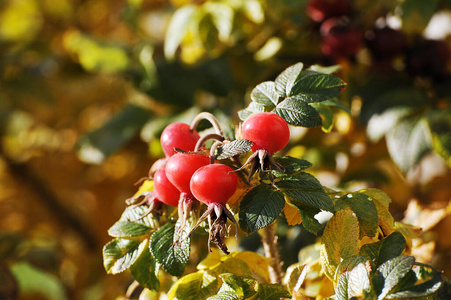 red rosehip fruit 