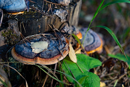 森林树桩上的蘑菇
