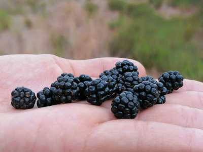 素食主义者 饮食 桑椹 树叶 浆果 自然 夏天 黑莓 甜点