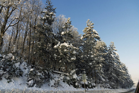 雪山松树景观。