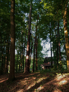 太阳 房子 阳光 早晨 自然 公园 森林 季节 美丽的 木材