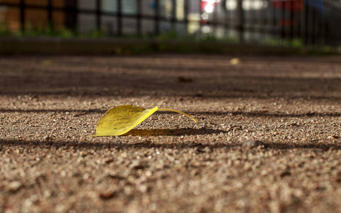 一片落叶孤零零地躺在小路上.软聚焦照相照片