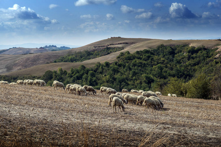 九月，绵羊在锡耶纳山上吃草