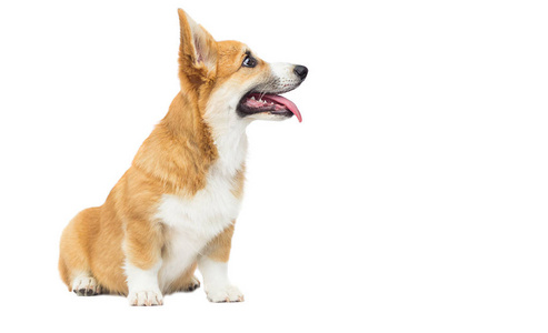 welsh corgi puppy looking sideways 