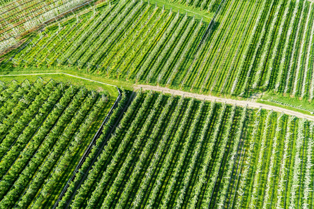 果园鸟瞰图图片