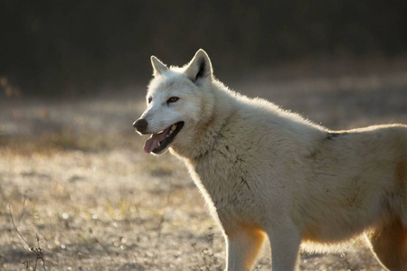 犬科动物 荒野 打猎 危险 可爱的 狼疮 停留 嚎叫 食肉动物