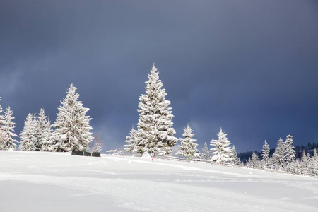 山上的冬天白雪覆盖的冷杉树圣诞节
