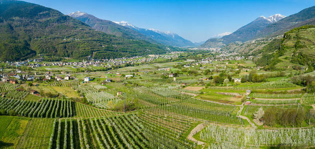 国家 旅行 植物 阿尔卑斯山 天空 欧洲 农业 自然 夏天