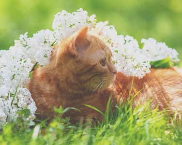 基蒂 选址 美丽的 自然 草坪 夏天 小猫 短的 放松 公园