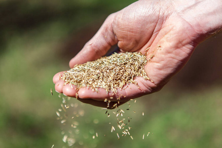 一名男子正在播种一把草籽的特写照片照片