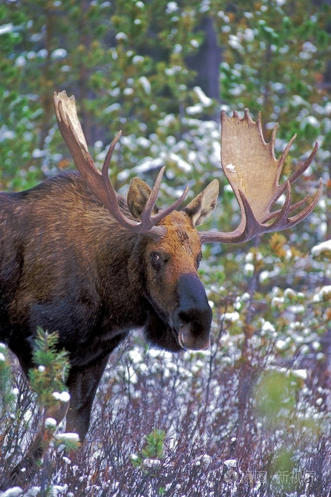冬日森林里的大公驼鹿在观望