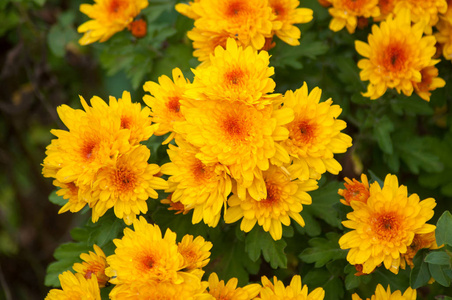 Closeup of orange chrysanthemums bouquet in a garden 