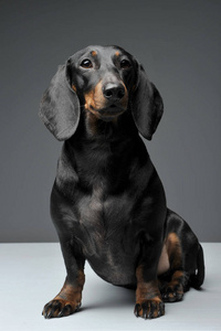 可爱的撒尿腊肠一只可爱的黑褐色短毛腊肠犬,坐在那里好奇地看着镜头