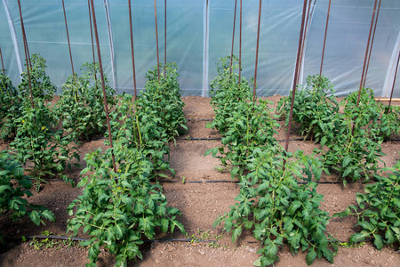 温室和滴灌系统中的有机番茄植物.选择性聚焦
