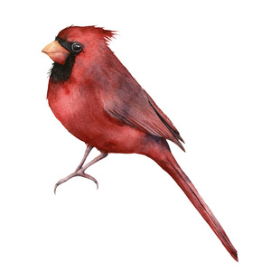 水彩画红衣主教。手绘贺卡，白色背景上孤立的鸟。设计印刷织物或背景的圣诞插画。冬天的鸟。
