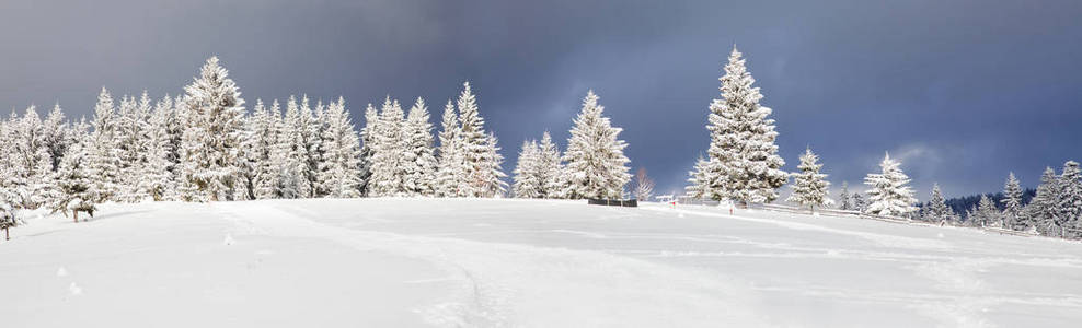 令人惊叹的圣诞背景与雪松冬季景观