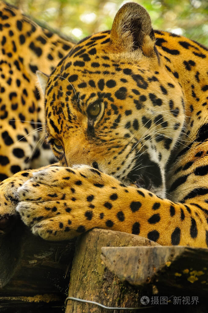 成年美洲虎照片 正版商用图片25fkb6 摄图新视界