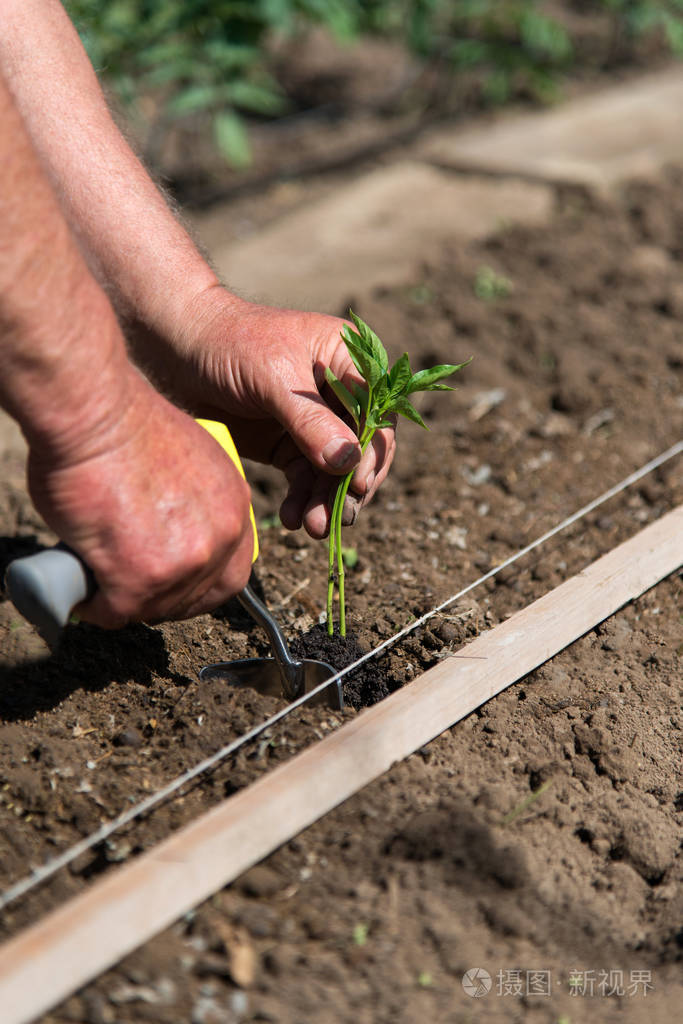 农民在春园里播种辣椒苗的特写镜头