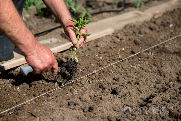 农民在春园里播种辣椒苗的特写镜头
