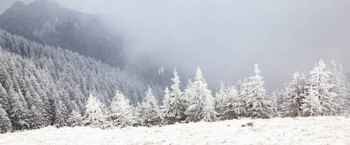 雪山冷杉冬季景观