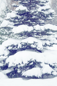 冷冰冰的 木材 自然 松木 降雪 庆祝 冬天 传统 美丽的