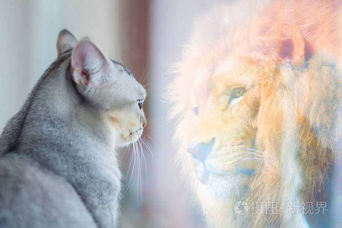 猫看着镜子把自己看成狮子自尊或欲望概念
