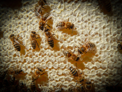 蜂蜜蜂巢上的蜜蜂，带黑色渐晕边框
