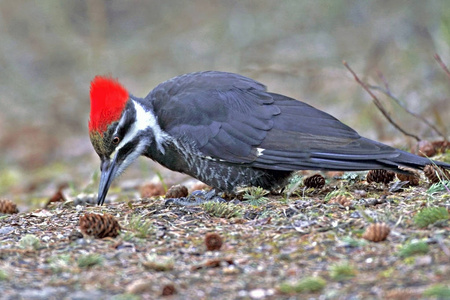 啄木鸟吃蚂蚁。