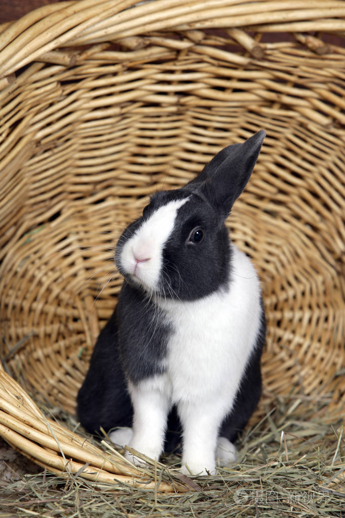 荷兰侏儒兔在柳筐里
