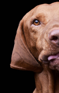 Portrait of an adorable magyar vizsla looking curiously at the c