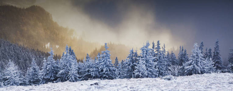 雪山冷杉冬季景观