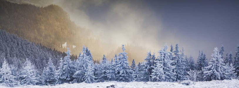 雪山冷杉冬季景观