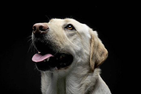 一只可爱的拉布拉多猎犬好奇地抬起头来