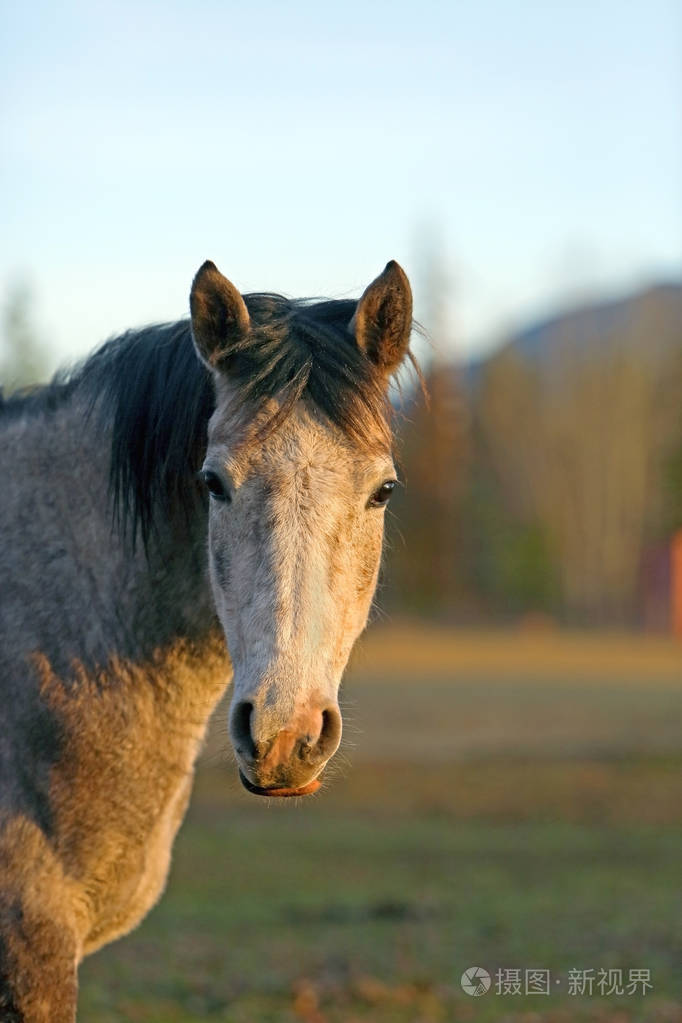 灰色斑纹阿拉伯马秋牧场肖像