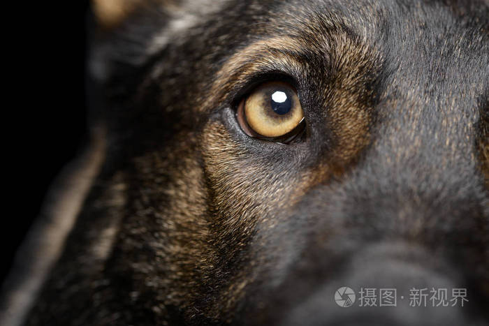 一只可爱的德国牧羊犬眼睛的近景照片