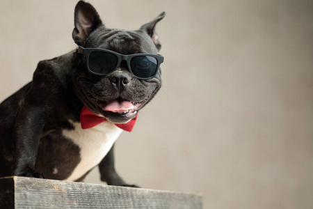 法国斗牛犬戴着墨镜坐着盯着镜头照片