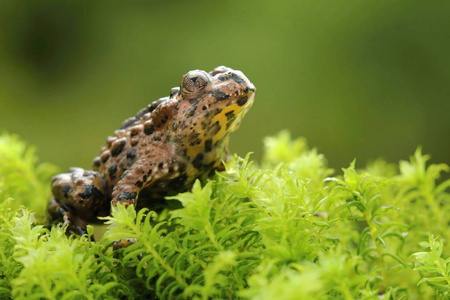 动物群 蟾蜍 青蛙 动物 苔藓 野生动物 美丽的 特写镜头
