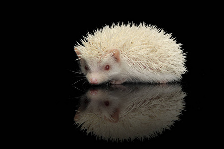 非洲矮刺猬图片