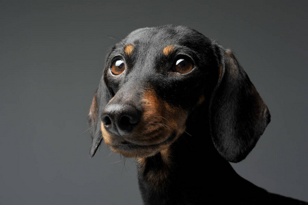 棕色腊肠犬图片