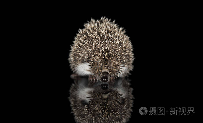 摄影棚拍摄一只可爱的非洲白腹刺猬在黑色背景上行走