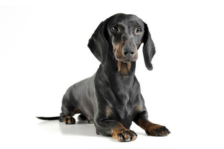一只可爱的黑褐色短毛腊肠犬好奇地看着镜头