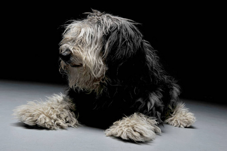 大条长毛狗图片