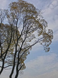 风景 非常 自然 天空 季节