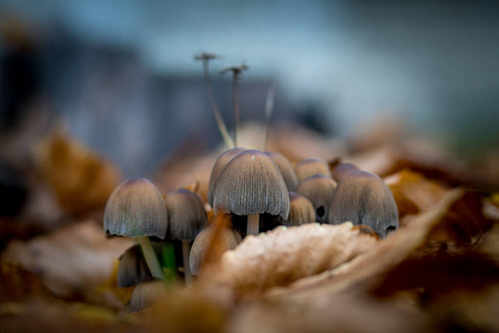 草丛中生长的蘑菇。毒蘑菇。