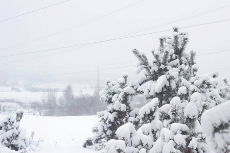 雪地上美丽的冬日冷杉树。寒冷的天气，美丽的自然，背景