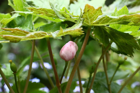 特写镜头 季节 粉红色 鬼臼 水果 植被 树叶 春天 开花